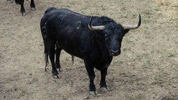 Bivol de pamant