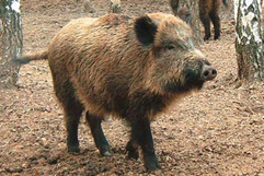Calitatile si Defectele Mistretului